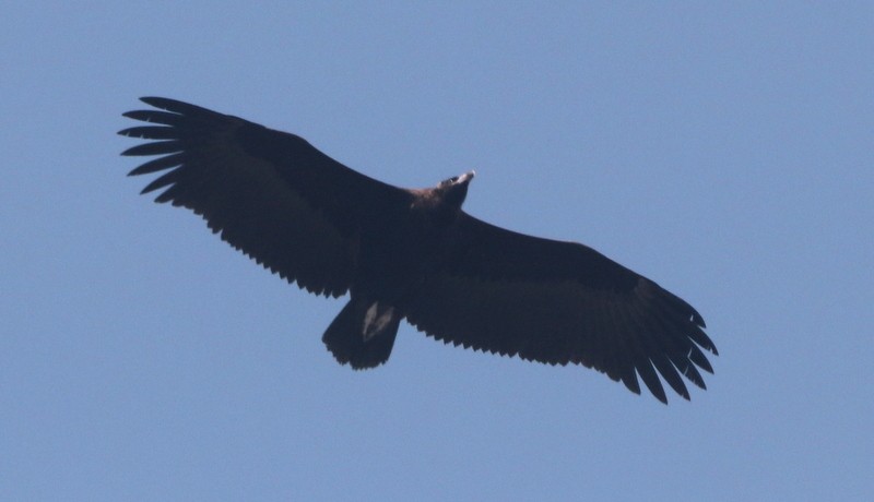 Cinereous Vulture - ML613504833