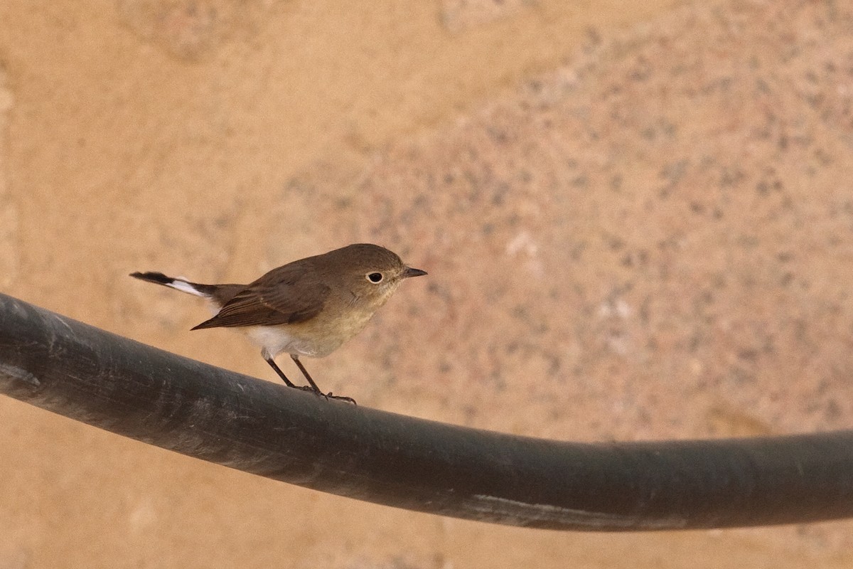 Red-breasted Flycatcher - ML613504846