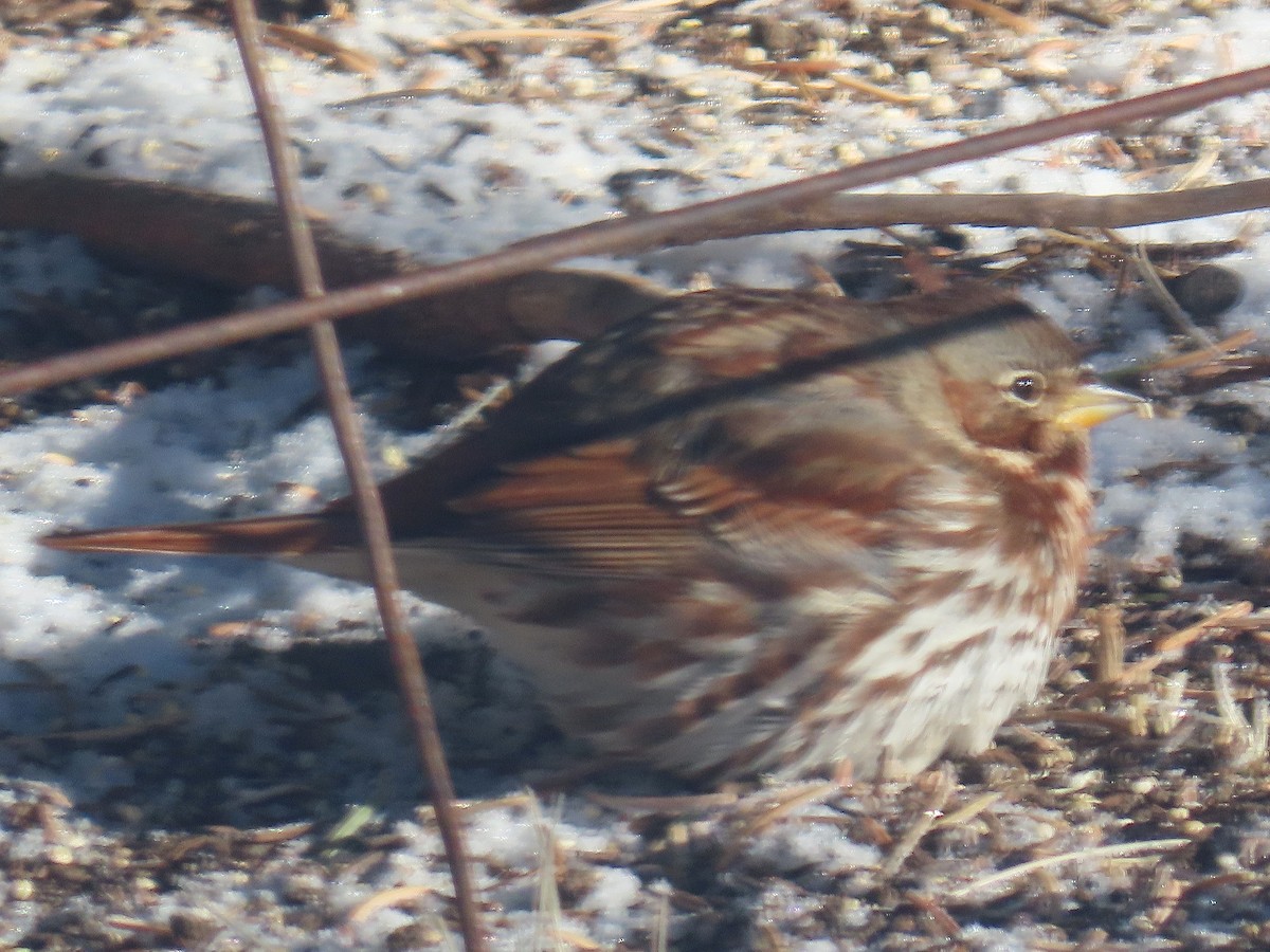 Fox Sparrow (Red) - ML613504870