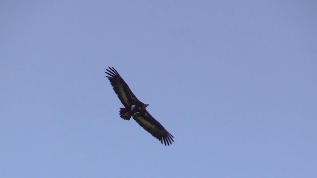 Red-headed Vulture - ML613504889