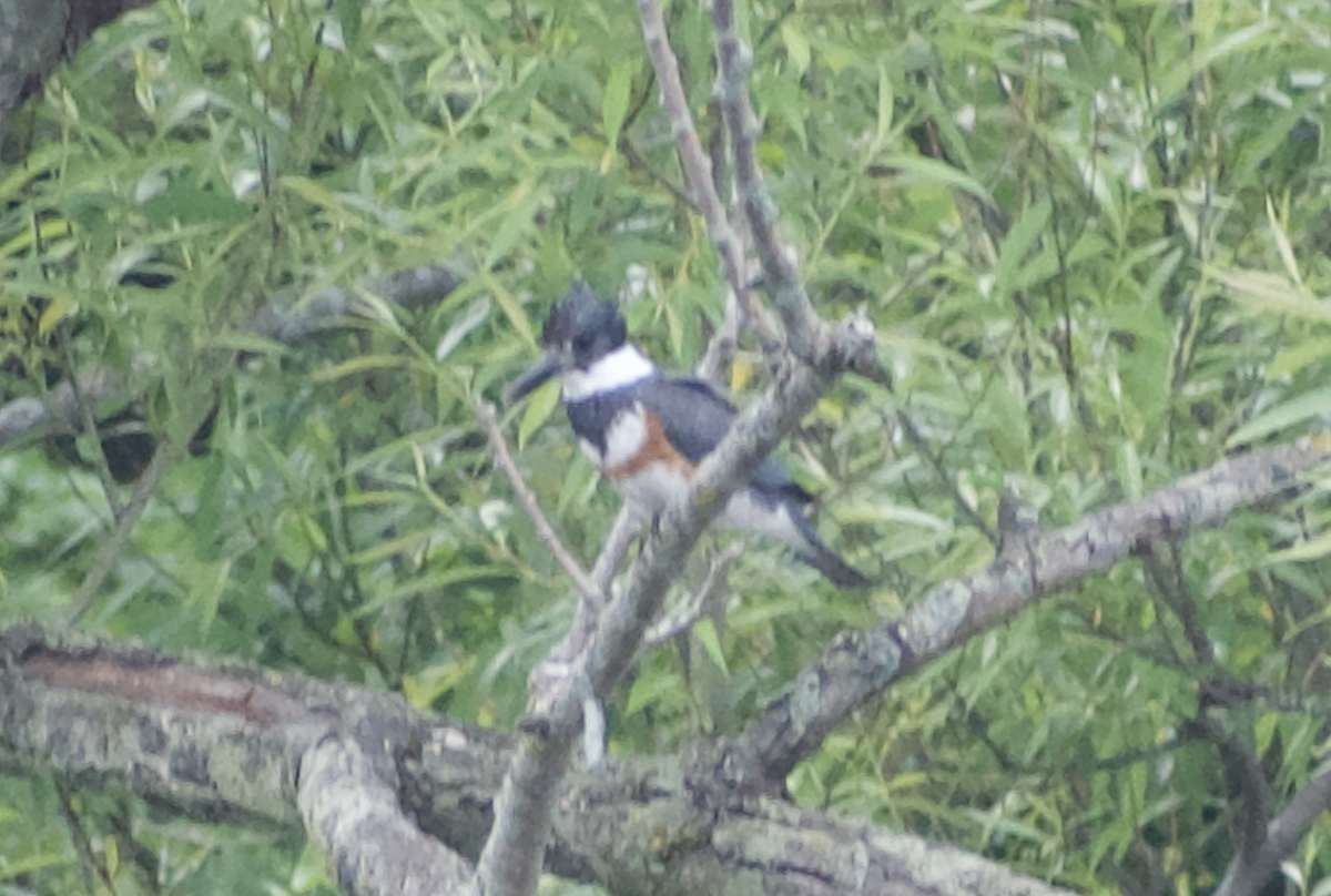 Belted Kingfisher - ML613505360