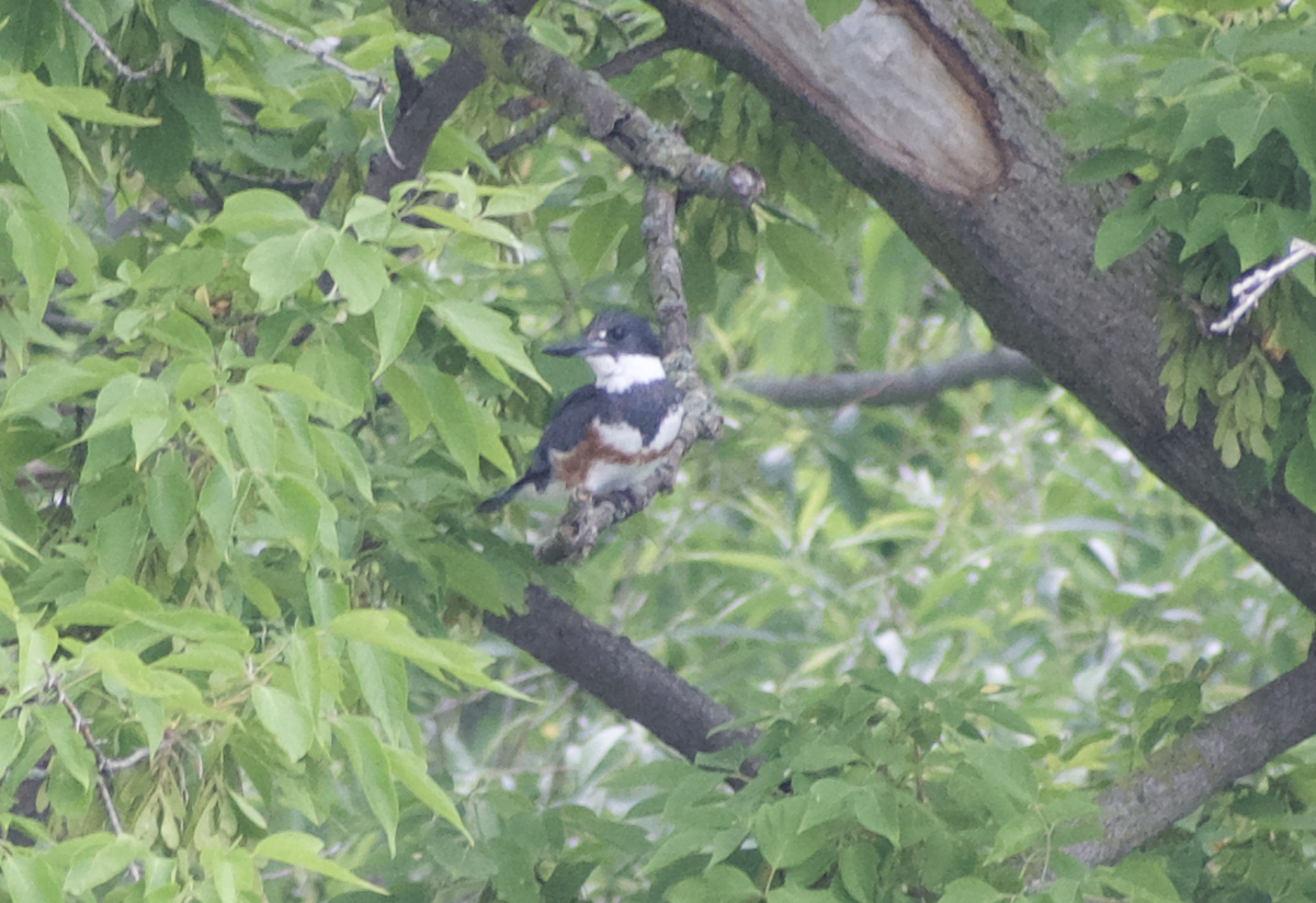 Belted Kingfisher - ML613505361