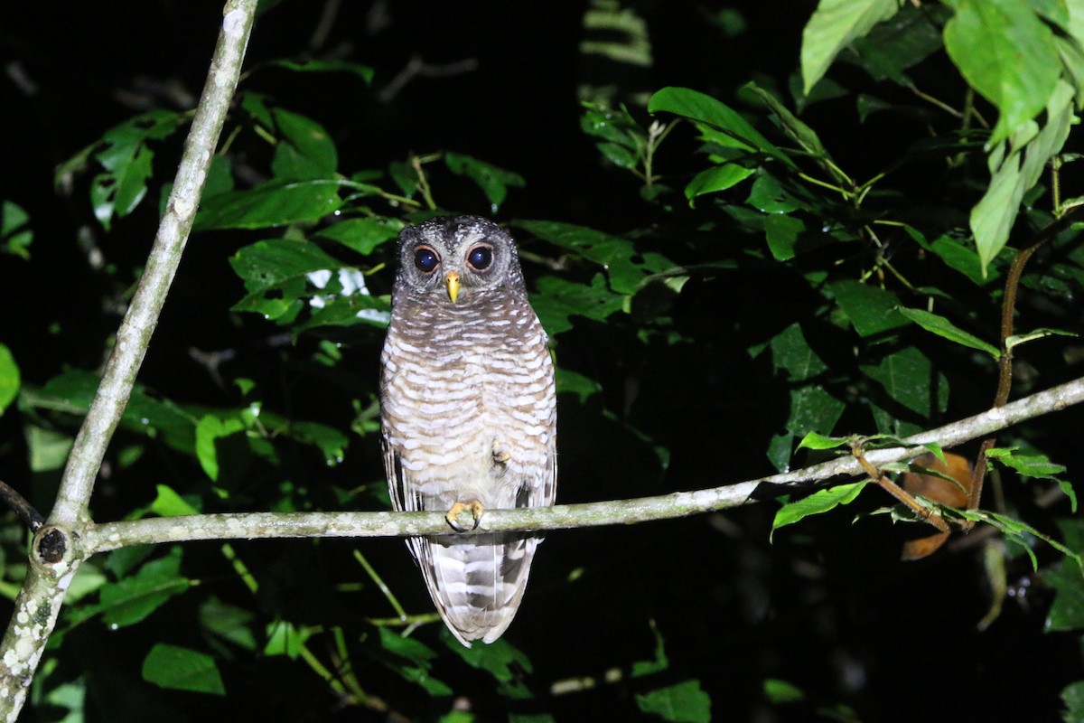 African Wood-Owl - Nathan Alblas
