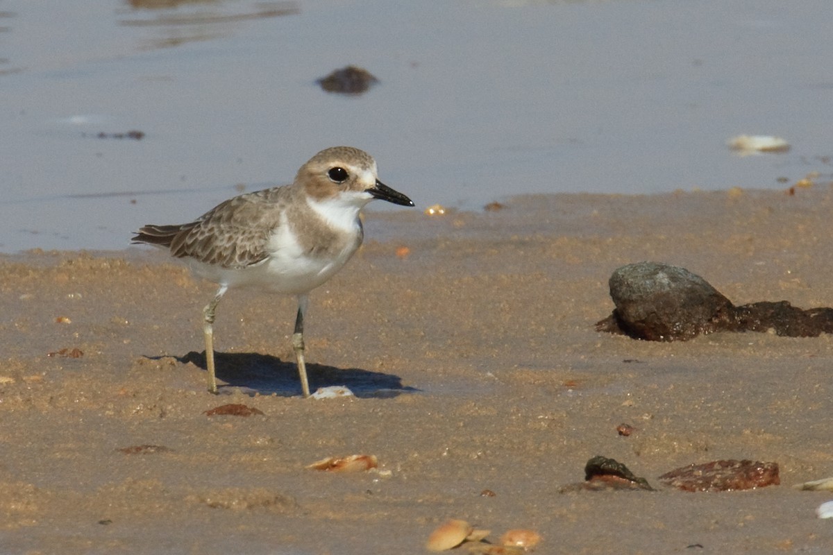 Greater Sand-Plover - Anonymous