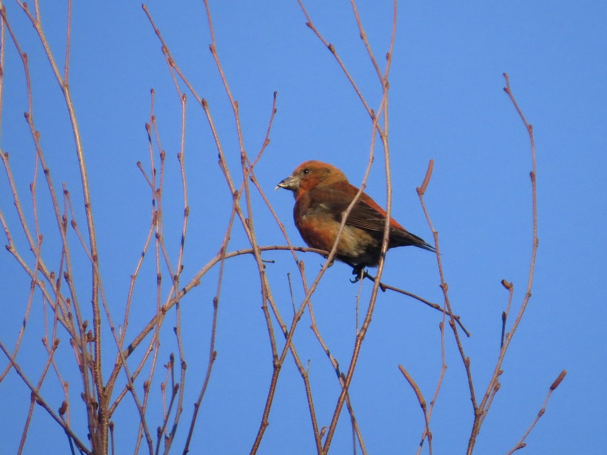 Red Crossbill (Northeastern or type 12) - ML613505805