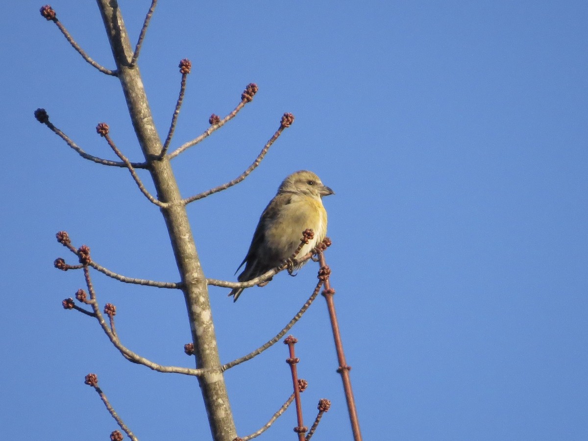 Red Crossbill (Northeastern or type 12) - ML613505826