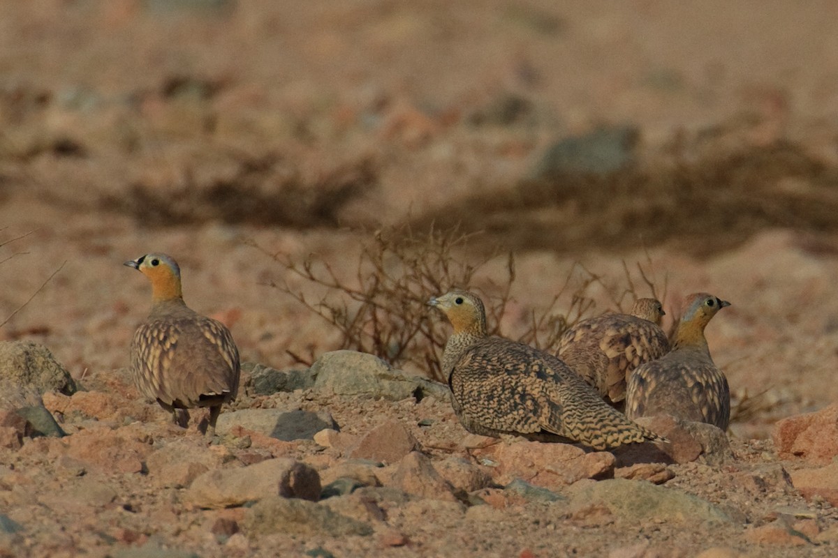 Crowned Sandgrouse - Anonymous