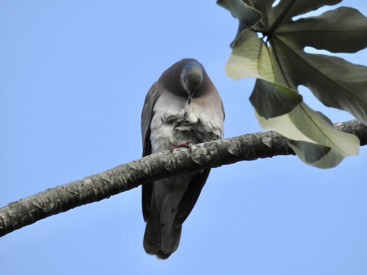 Pale-vented Pigeon - ML613506140