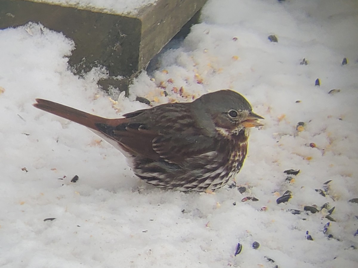 EBird Checklist 14 Jan 2024 Home 13 Species   1200