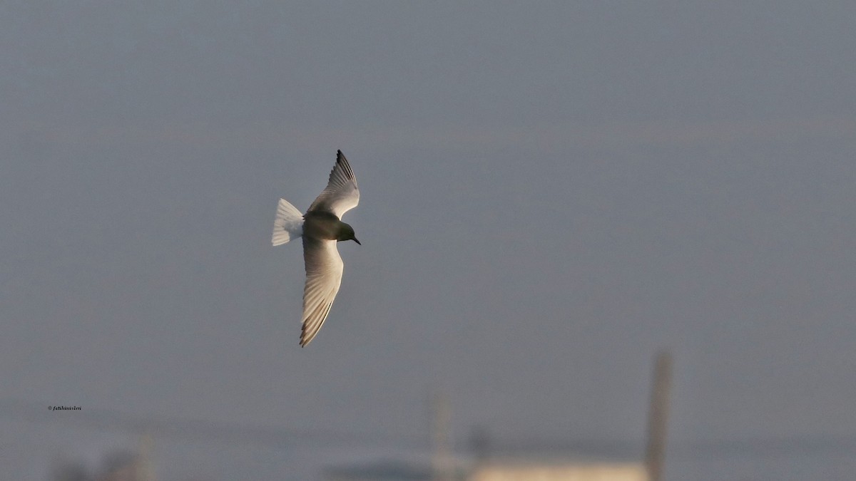 White-winged Tern - ML613506257