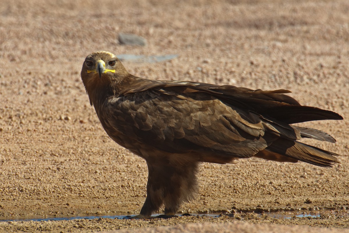 Steppe Eagle - Anonymous