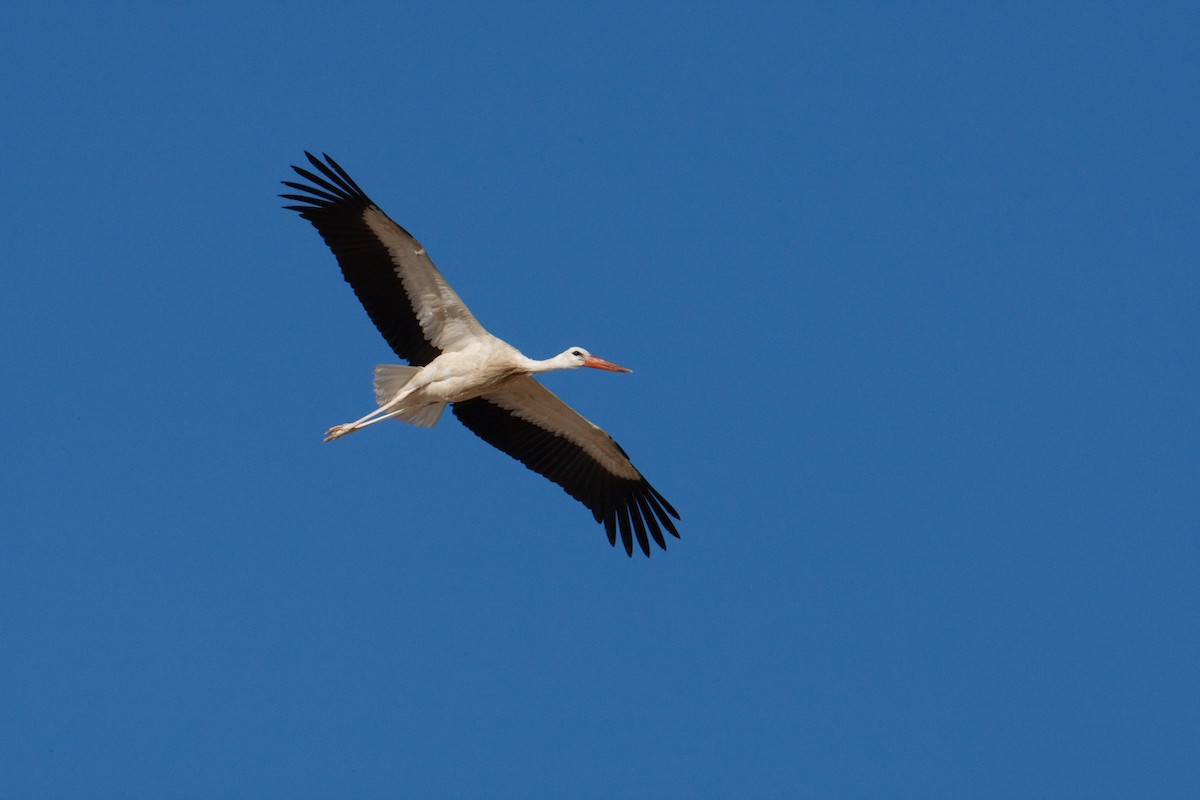 White Stork - ML613506444