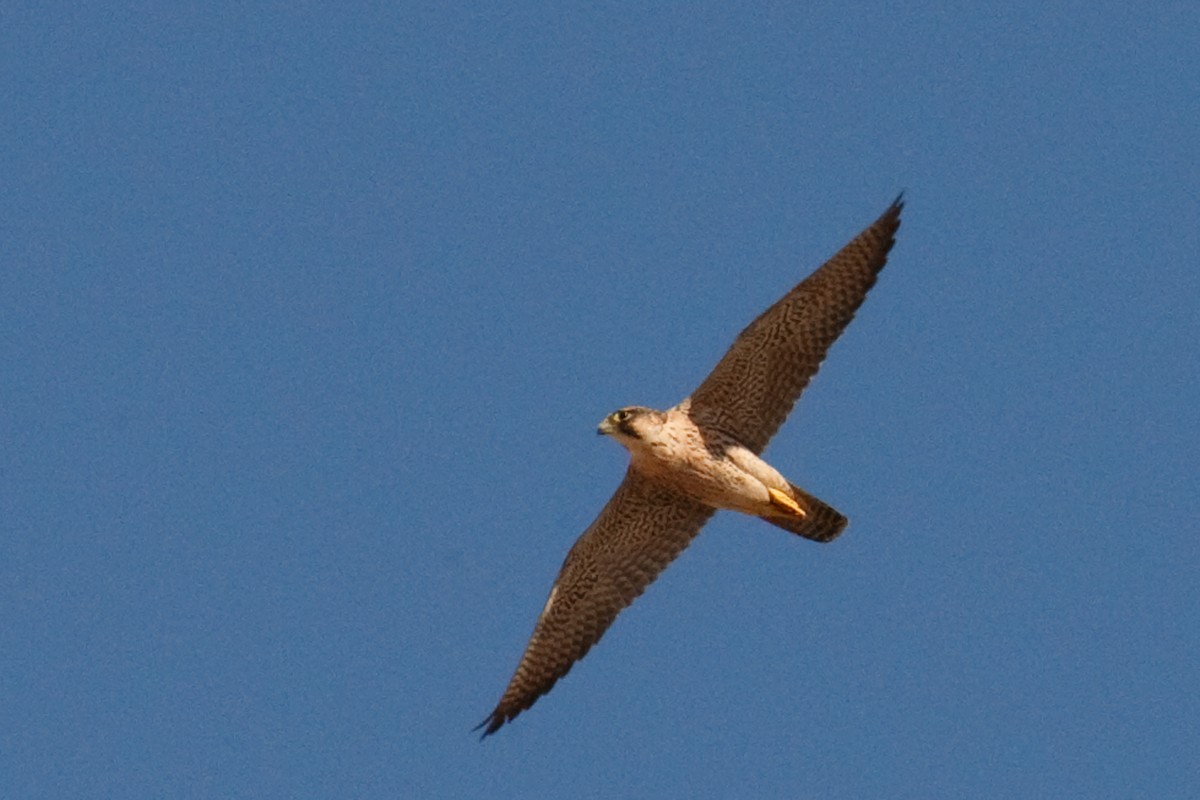 Peregrine Falcon (Barbary) - ML613506519