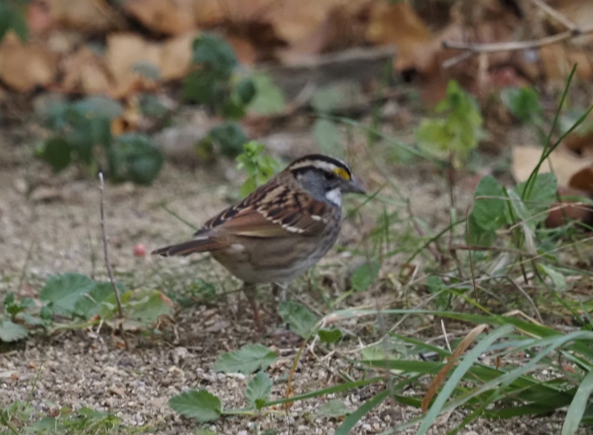 White-throated Sparrow - Arnau Bonan