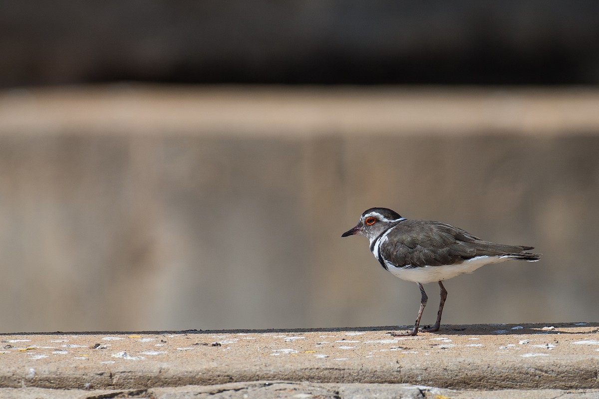 Three-banded Plover - ML613507279
