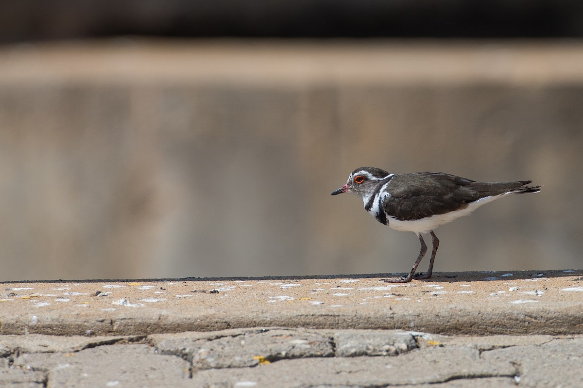 Three-banded Plover - ML613507280
