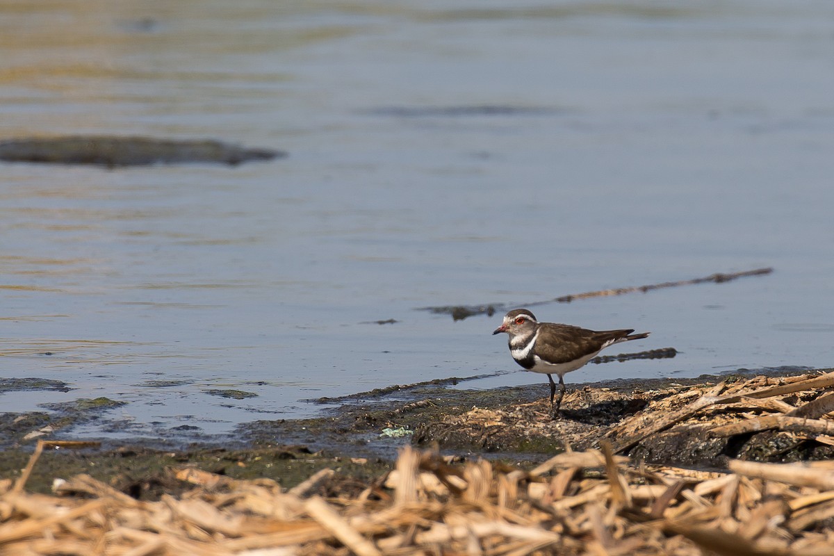 Three-banded Plover - ML613507284