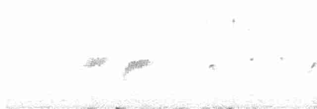 Шишкар ялиновий - ML613507621
