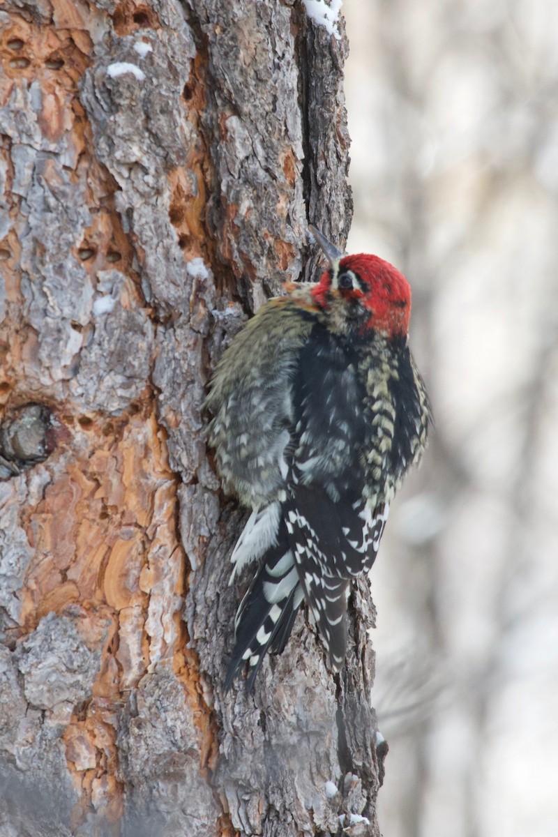 Red-naped x Red-breasted Sapsucker (hybrid) - Christian  Nunes