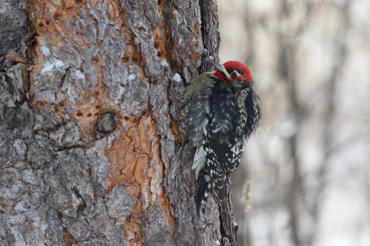 Red-naped x Red-breasted Sapsucker (hybrid) - ML613507707