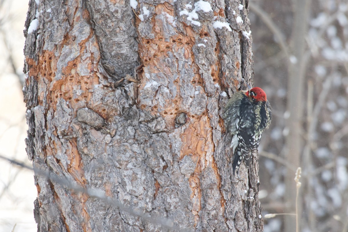 Red-naped x Red-breasted Sapsucker (hybrid) - ML613507709