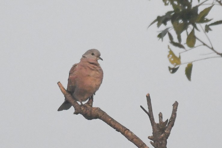 Red Collared-Dove - ML613507804