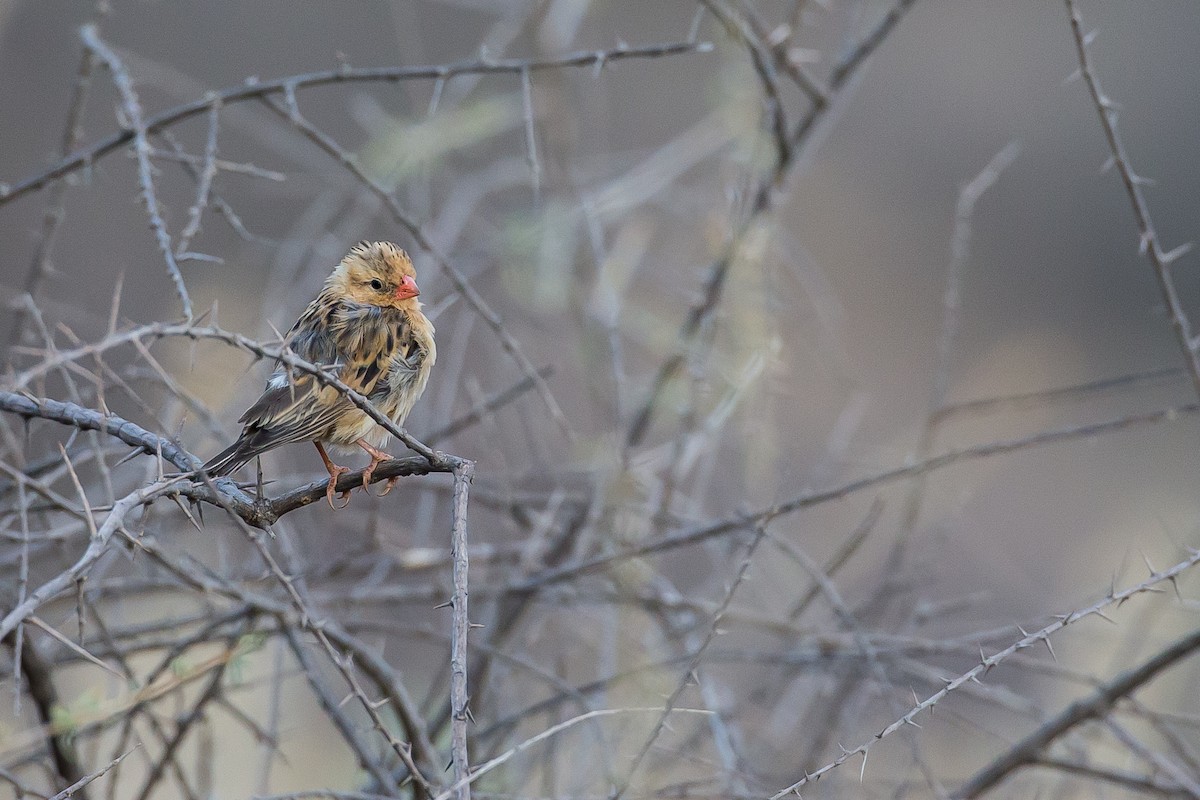 Shaft-tailed Whydah - Anonymous