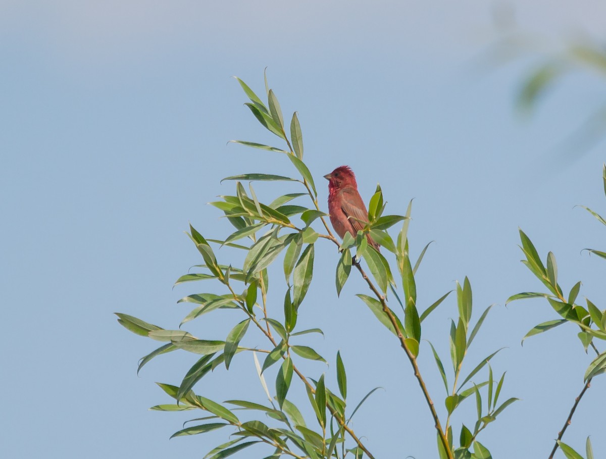 Common Rosefinch - ML613508147