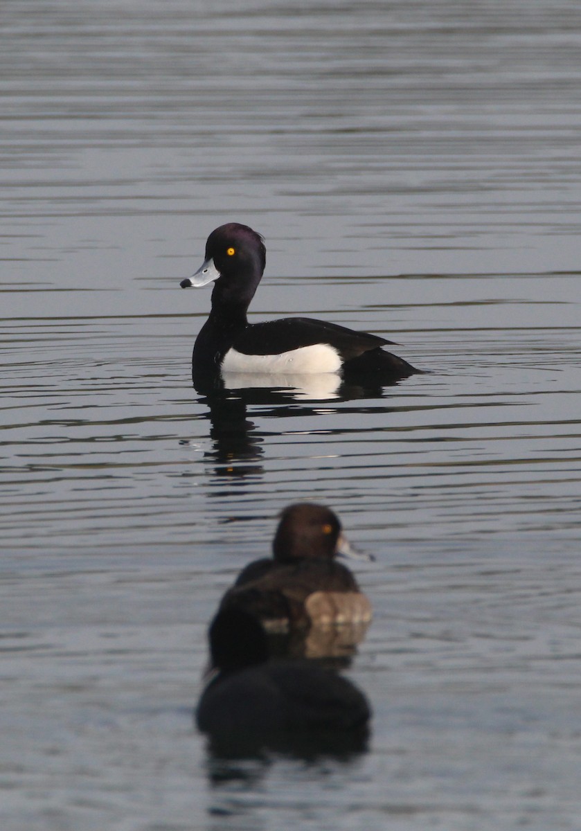 Tufted Duck - ML613508165