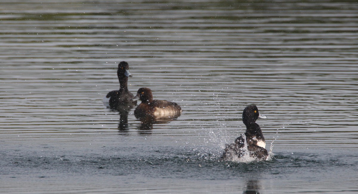 Tufted Duck - ML613508168