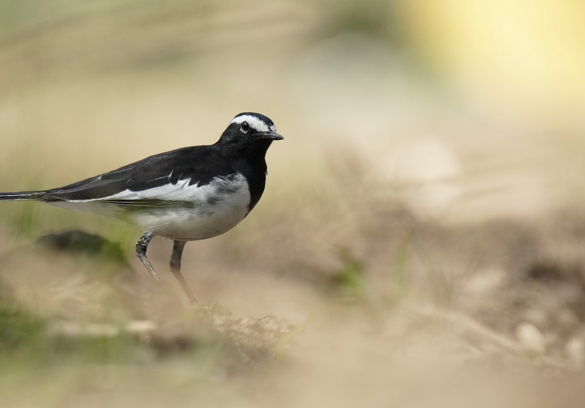 White-browed Wagtail - Nathanael Poffley