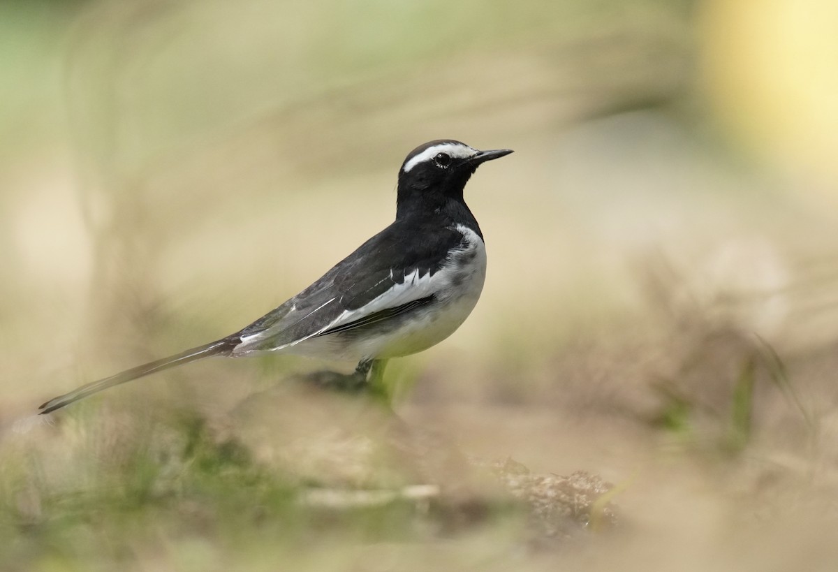 White-browed Wagtail - ML613508205
