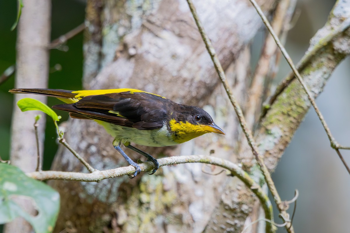 Yellow-backed Tanager - ML613509198