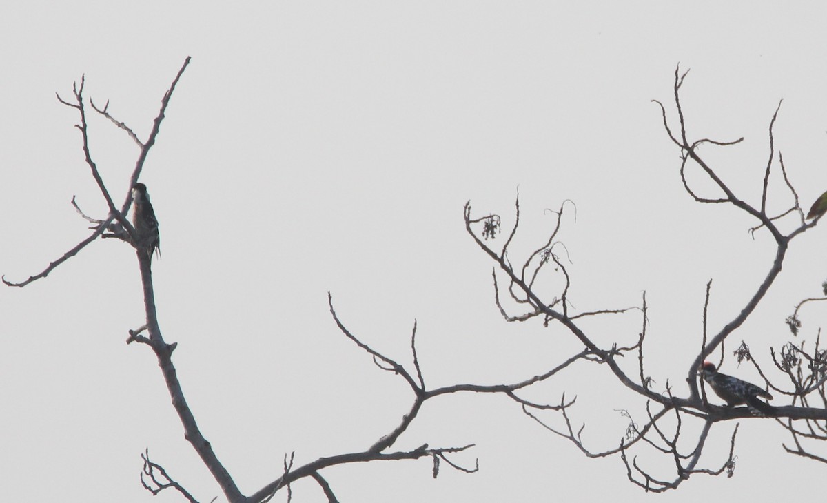 Lesser Spotted Woodpecker - Nelson Fonseca