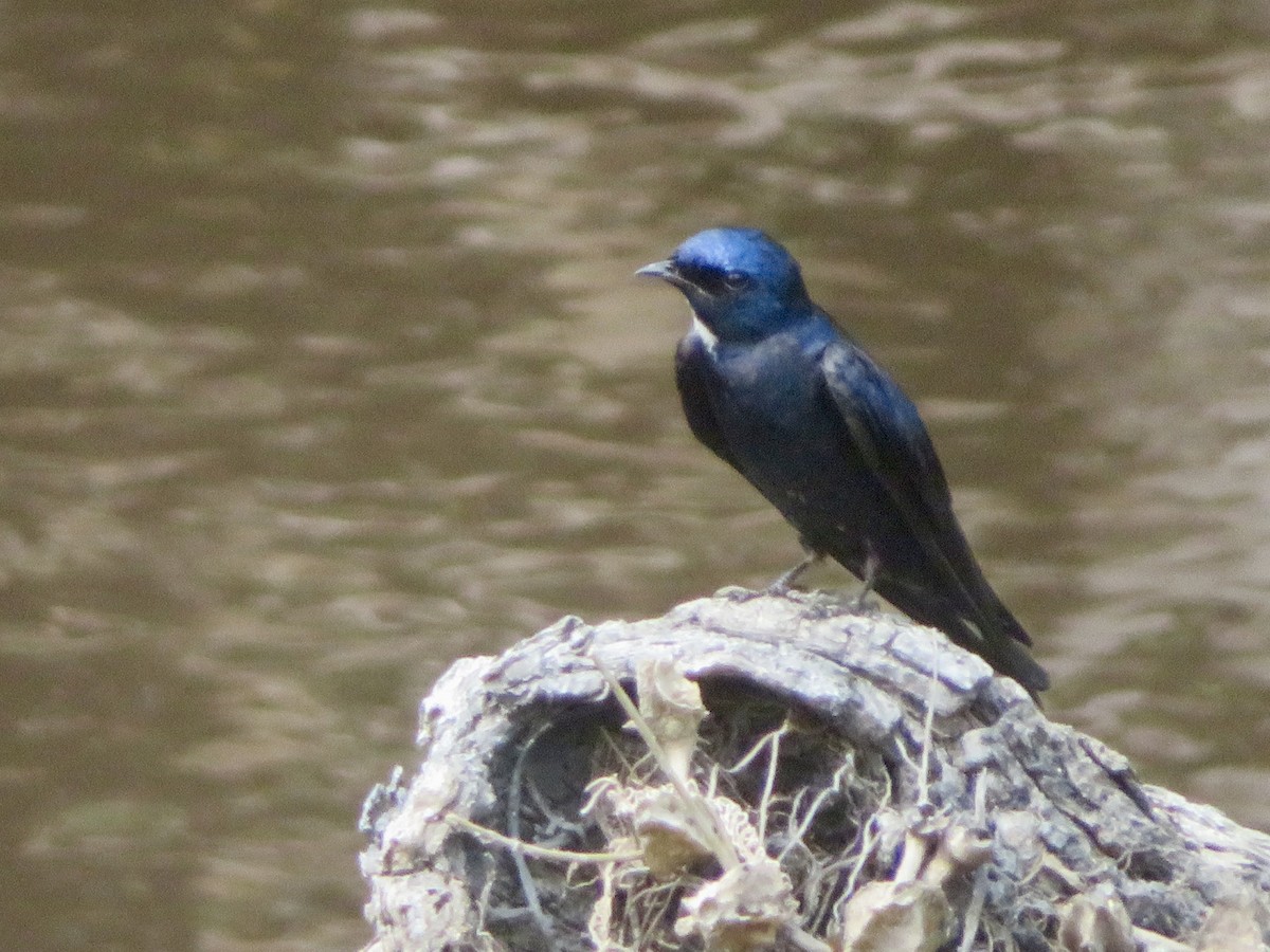 White-throated Blue Swallow - ML613509204