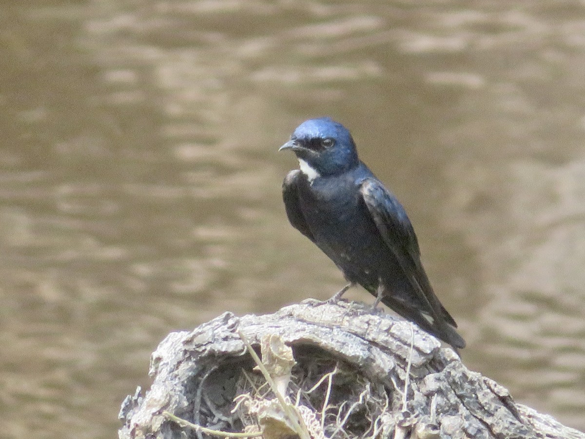 White-throated Blue Swallow - ML613509205
