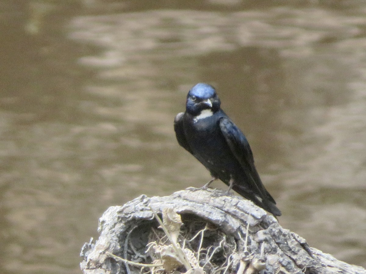 White-throated Blue Swallow - ML613509206