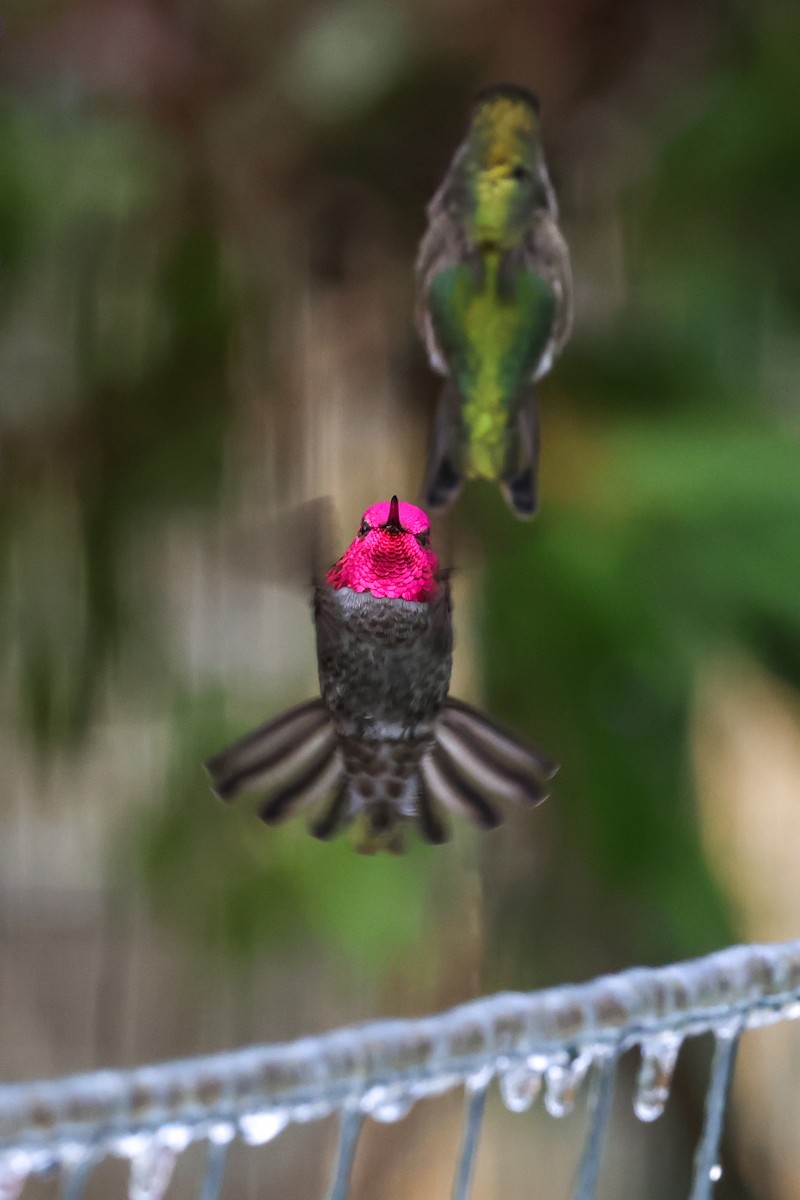 Anna's Hummingbird - ML613509422