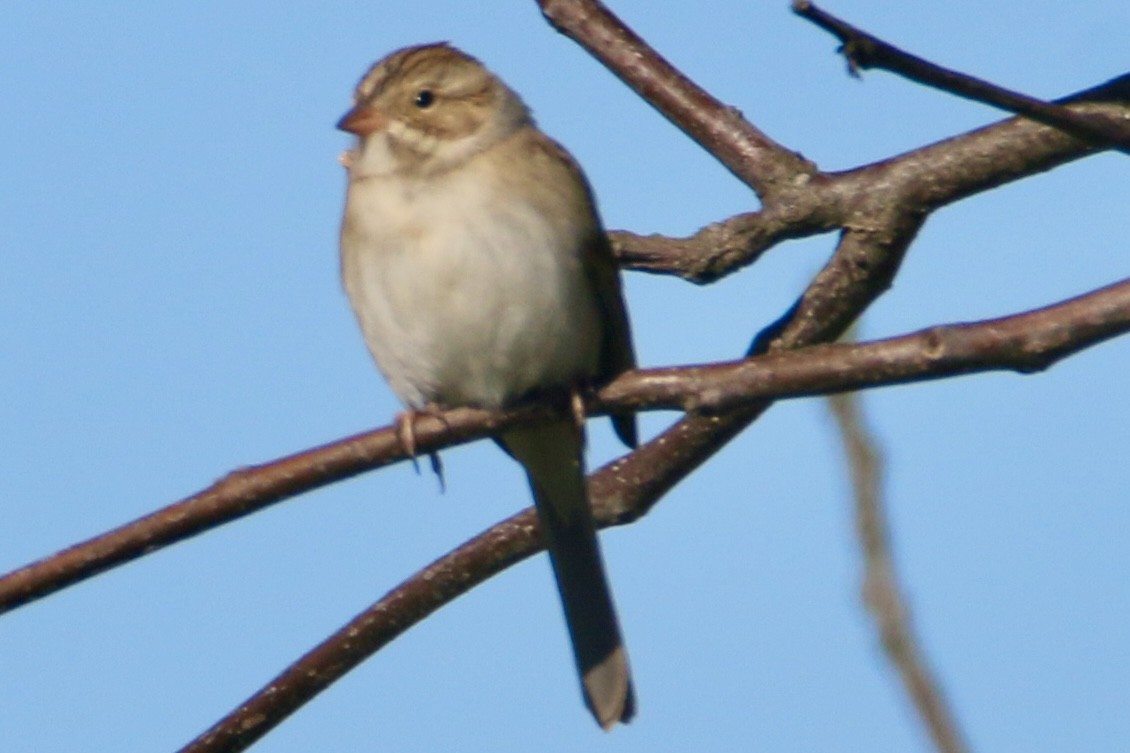 Clay-colored Sparrow - ML613509494