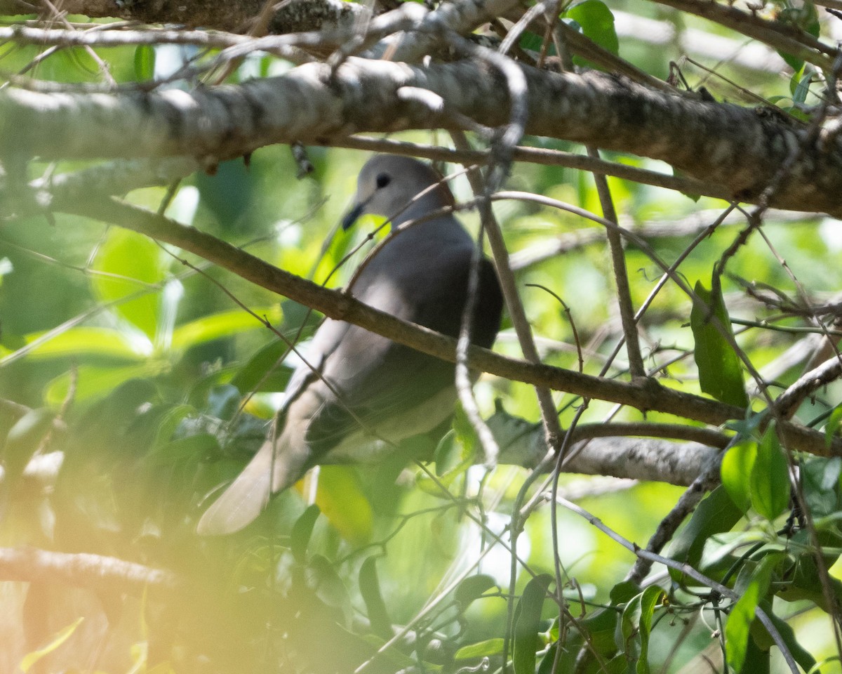 Large-tailed Dove - ML613509671