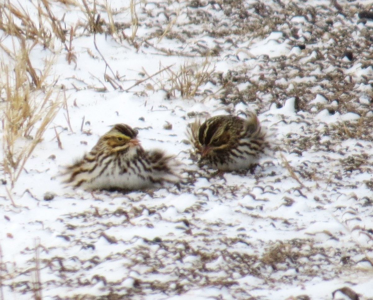 Ebird Checklist Jan Th St Govins Species