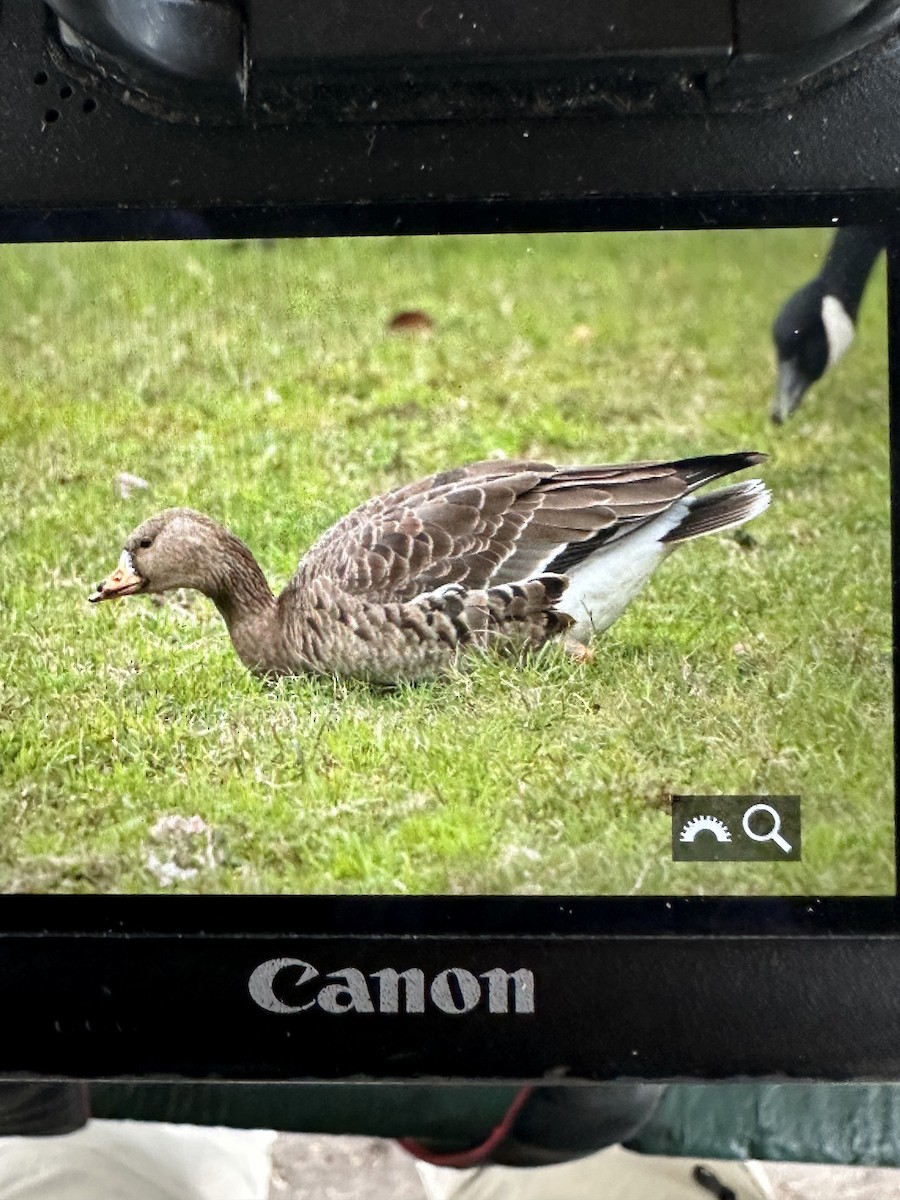 Greater White-fronted Goose - John Kendall
