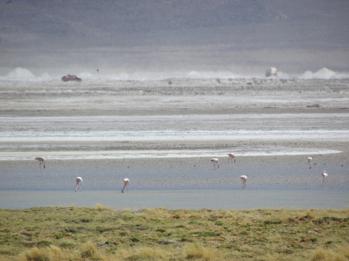 Chilean Flamingo - ML613510634