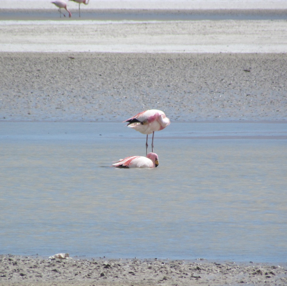 James's Flamingo - ML613510672