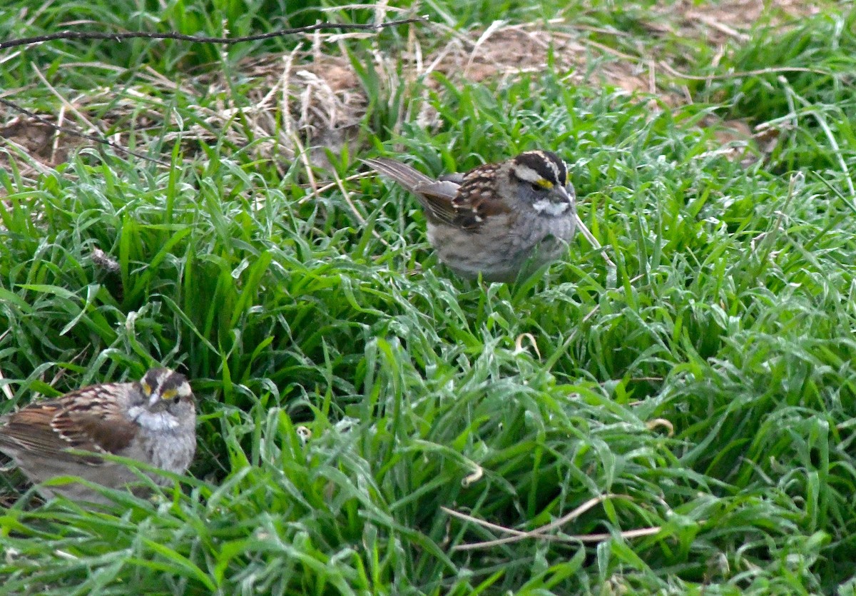 White-throated Sparrow - ML613510708