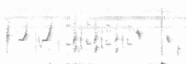 Белобровый сорокопут - ML613510978