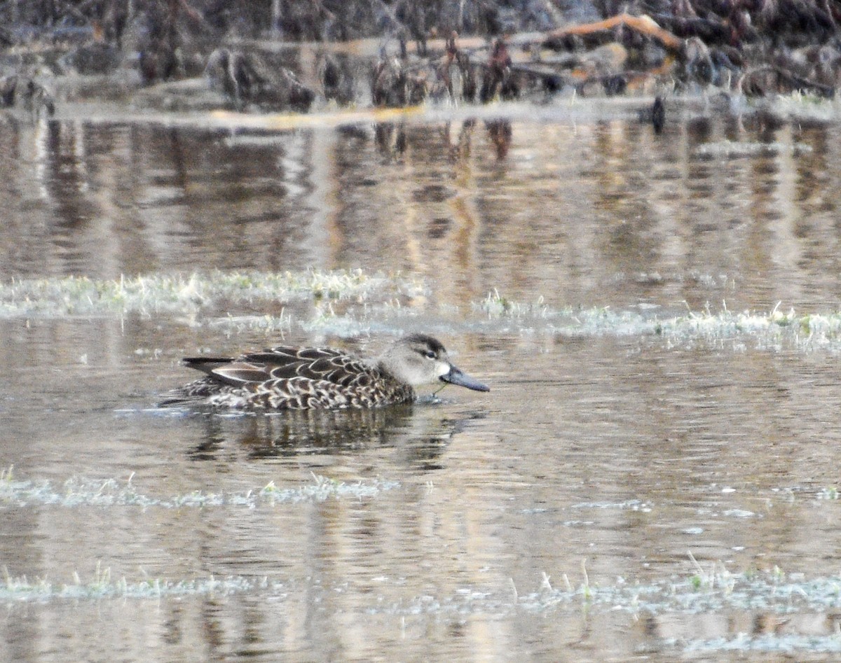 Blue-winged Teal - ML613511039