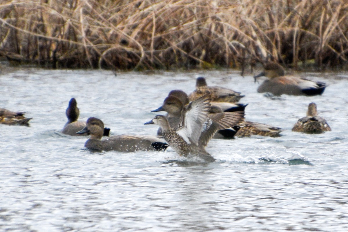 Blue-winged Teal - ML613511040