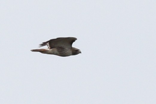Red-tailed Hawk (umbrinus) - ML613511099