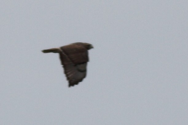 Red-tailed Hawk (umbrinus) - ML613511103